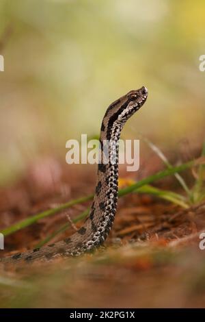 Belle fille commune européenne levant la tête dans la forêt - Vipera berus Banque D'Images