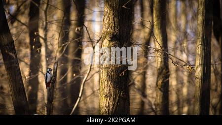 Un petit pic de bois se trouve sur un tronc d'arbre. Un pic obtient de la nourriture sur un grand arbre au printemps. Le grand pic à pois, Dendrocopos Major Banque D'Images