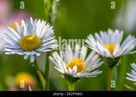 Bouquet de belles pâquerelles avec un insecte volant dans un jardin idyllique avec de l'herbe verte et un fond flou montre l'amour du jardin dans les parcs urbains un environnement sain au printemps été Banque D'Images