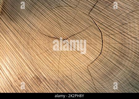 Couper les arbres de bois de construction après la déforestation empilé comme la pile de bois montrent les anneaux annuels l'âge des arbres pour l'industrie du bois d'œuvre comme ressources durables bois arbre de bois carcasse Banque D'Images