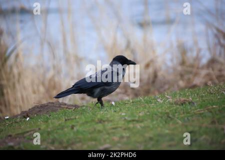 Un corbeau au bord d'un lac de recherche de nourriture. Banque D'Images