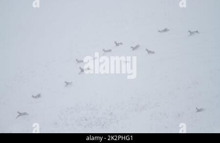 Groupe de chamoises en hiver glacial courant dans la neige dans les Alpes autrichiennes Banque D'Images