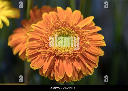 Close-up of orange gerbera flower Banque D'Images