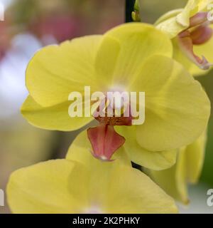 Close up de beauté orchidée, fleur jaune Banque D'Images