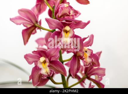 Close up of colorful beauté orchidée fleur Banque D'Images