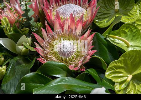 Protea protea King ou photo:la fleur nationale d'Afrique du Sud Banque D'Images