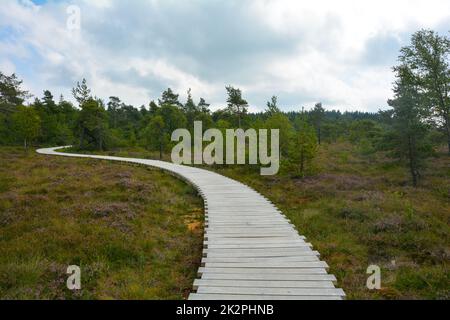 Lande noire avec un chemin en bois, une bruyère de balai et des arbres Banque D'Images