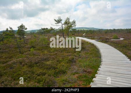 Lande noire avec chemin en bois et bruyère à balai Banque D'Images