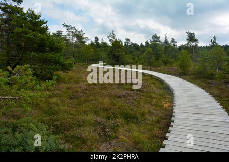 Lande noire avec chemin en bois, arbres et bruyère à balai Banque D'Images