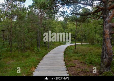 Lande noire avec chemin en bois et arbres Banque D'Images