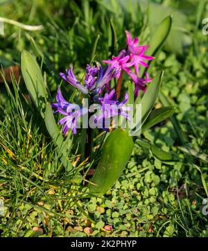 Gros plan de la fleur ouverte de jacinthe. Banque D'Images