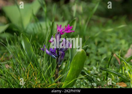 Gros plan de la fleur ouverte de jacinthe. Banque D'Images