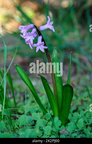 Gros plan de la fleur ouverte de jacinthe. Banque D'Images