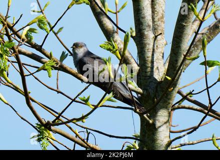 Cuculus canorus cuckoo dans un arbre en mai Banque D'Images