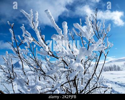 Neige blanche immaculée sur les branches d'un jeune arbre Banque D'Images