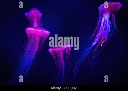 Belle méduse illuminée dans l'eau sombre gros plan rose Banque D'Images
