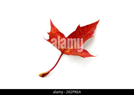 Feuille d'érable sèche rouge d'automne tombée isolée sur fond blanc Banque D'Images