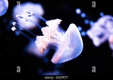 Belle méduse au néon blanc brillant gros plan dans l'eau sombre Banque D'Images