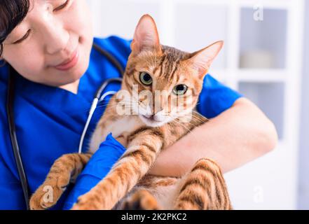 la femme médecin vétérinaire tient un chat mignon sur les mains à la clinique vétérinaire et sourire Banque D'Images