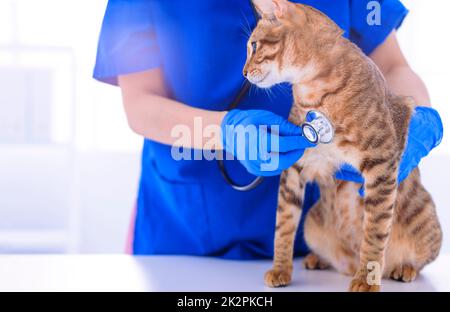 EFP examinant chat animal avec stéthoscope sur table Banque D'Images