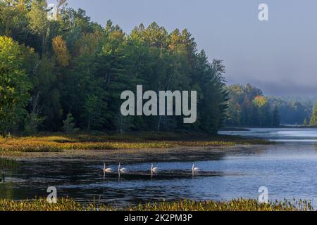 Cygnes trompettes sur le lac Little Clam, dans le nord du Wisconsin. Banque D'Images