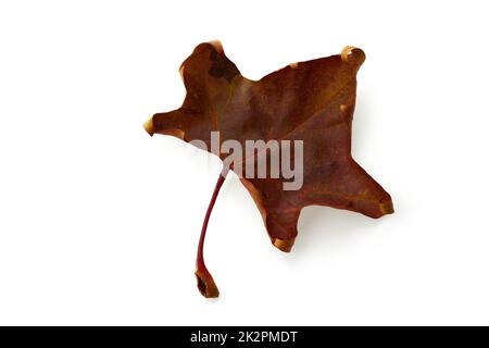 Feuille d'érable tombée brune sèche d'automne isolée sur fond blanc Banque D'Images