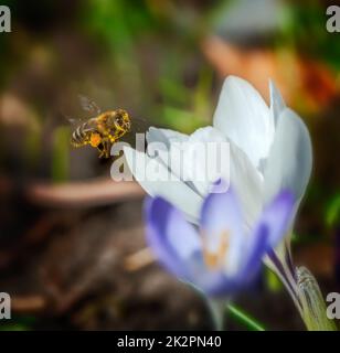 Abeille volant à une fleur de crocus blanc Banque D'Images