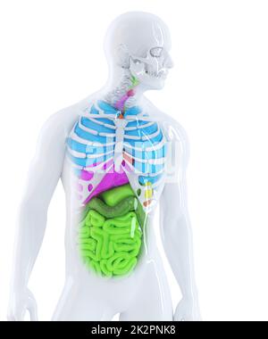 3d illustration de l'anatomie humaine. Isolé. Contient un masque Banque D'Images