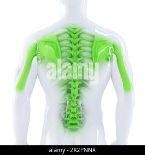Homme de base. 3d illustration anatomique. Isolées. Contient clipping path Banque D'Images