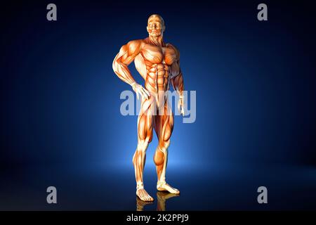 Athlète en pose. Illustration anatomique. Contient un masque Banque D'Images
