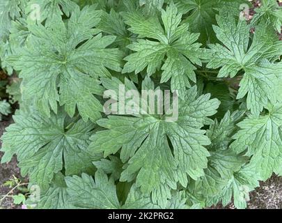 Gros plan des feuilles vertes du Geranium vivace herbacé vu dans le jardin à la lumière naturelle au Royaume-Uni à la fin septembre. Banque D'Images