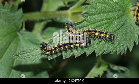 Petit tortoiseshell, Aglais urticae, chenilles nourrissant l'ortie Banque D'Images