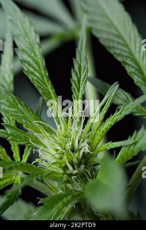 Photo macro de plante de marijuana trichhome Banque D'Images