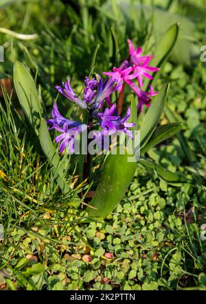 Gros plan de la fleur ouverte de jacinthe. Banque D'Images