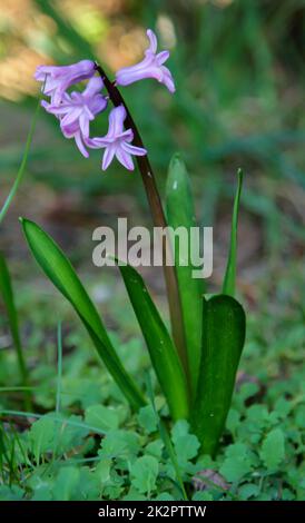 Gros plan de la fleur ouverte de jacinthe. Banque D'Images