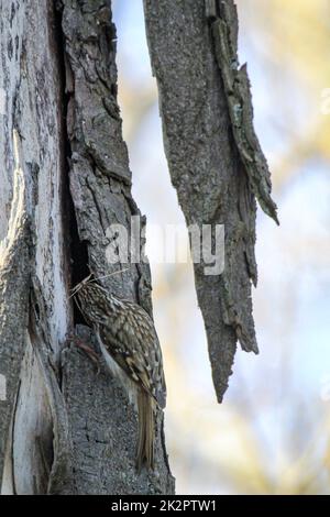 Un arbre de jardin, Certhia brachydactyla apporte du matériel de nidification au trou de nid Banque D'Images