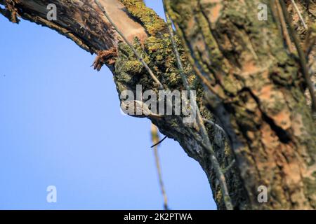 Un arbre de jardin, Certhia brachydactyla apporte du matériel de nidification au trou de nid Banque D'Images