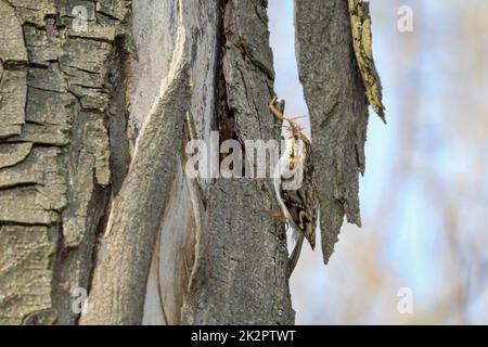 Un arbre de jardin, Certhia brachydactyla apporte du matériel de nidification au trou de nid Banque D'Images