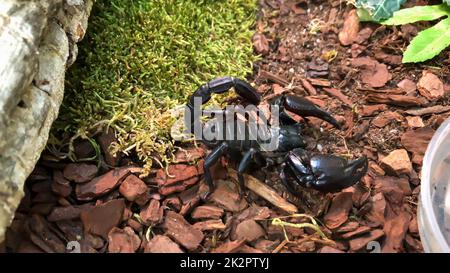 Un gros plan d'un scorpion inoffensif en Thaïlande. Banque D'Images