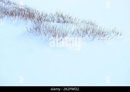 Herbe sèche dorée sous la neige moelleuse Banque D'Images