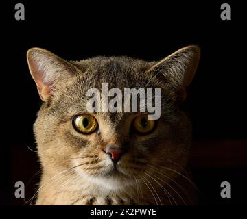 Portrait d'un chat droit écossais gris adulte sur fond noir Banque D'Images