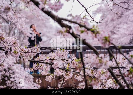 Parc Zempukuji cerise Banque D'Images