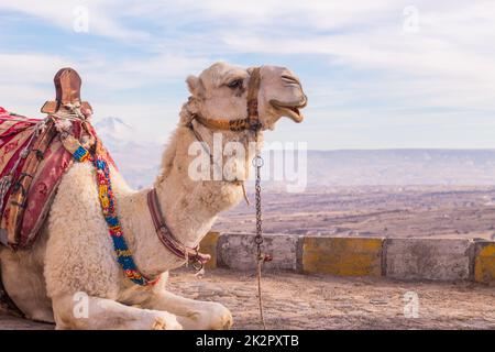 chameau en cappadoce Banque D'Images