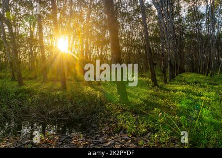 Caoutchouc de latex, caoutchouc d'arbre, caoutchouc de plantation et d'arbre Banque D'Images