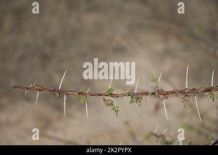 Branche épineuse de gomme acacia Senegalia sénégal. Banque D'Images