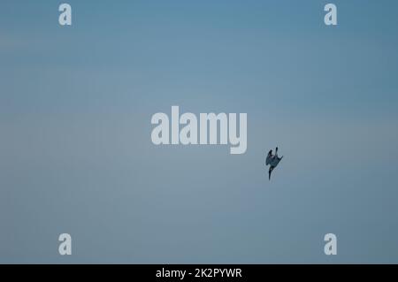 Pied kingfisher Ceryle rudis se balançant à la pêche. Banque D'Images