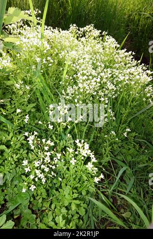 Bitteres Schaumkraut (Cardamine amara), auch Falsche Brunnenkresse oder Bitterkresse Banque D'Images