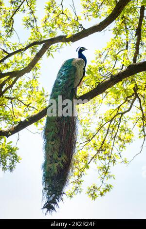 Low Angle View Of Peacock Perching On Branch Banque D'Images