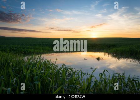 Spring Landscape with Wheat Field and Clouds Banque D'Images