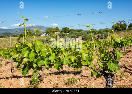 Jeunes pousses avec des grappes de raisins sur les branches de la vigne au printemps. Agriculture. Banque D'Images